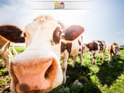 Fromagerie du Val Loue