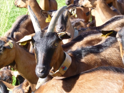 Ferme Cap Del Mail