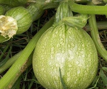 Courgettes vertes et jaunes