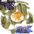 Aubier - palet de chèvre frais au lait cru (AB) - aux feuilles d'arbres et pétales de fleurs