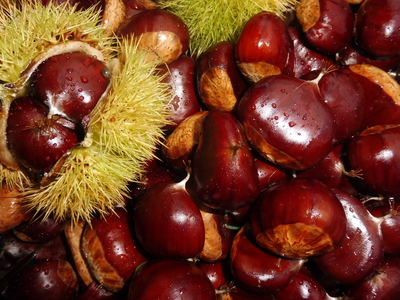 APERO TCHÂT''  FENOUIL