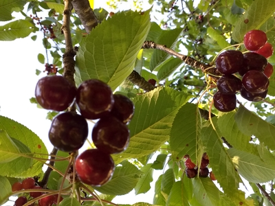 cerises