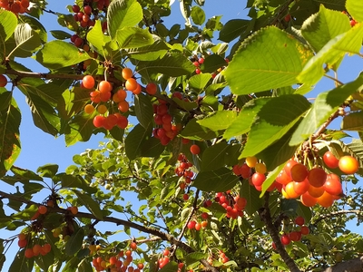 Cerises douces type guigne