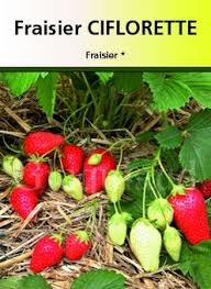 Plants de fraisiers de printemps ; non remontant: : Ciflorette :catégorie A+>15mm
