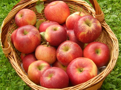 Pommes à couteau