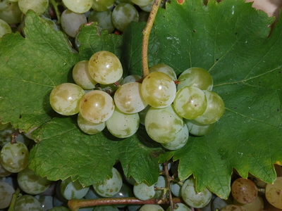 Raisin de table blanc: Birstaler Muskat