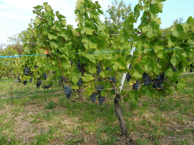 Raisin de table : Palatina