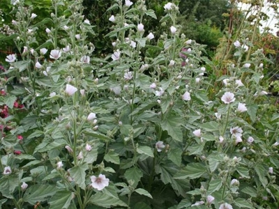 plant de guimauve officinale