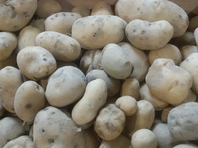 pomme de terre bernadette