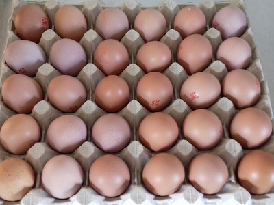 Plaque de 30 œufs bio - 30 u - Choisy Ton Oeuf 