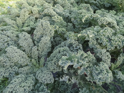 Chou Kale
