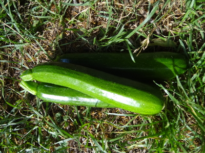Courgettes Bio