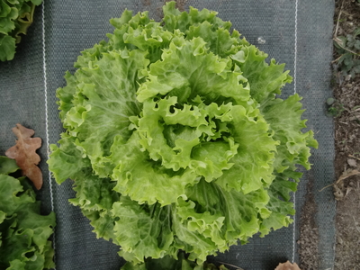 Salade - variété au choix du producteur
