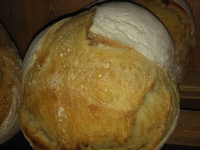 Pugliese (blé dur S Cappelli) – 1,2 kg