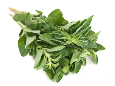 Origan frais