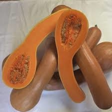 courge longue de nice