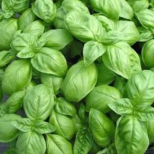 plant de basilic genovese
