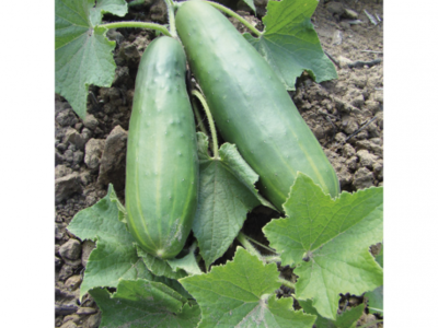 Plant de concombre