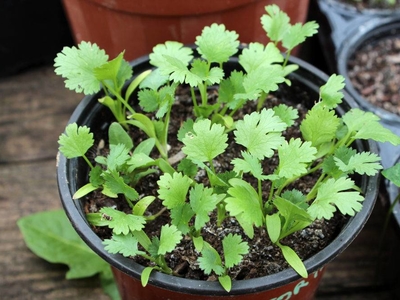 Plant de coriandre