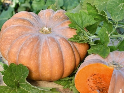 Plant de courge musquée de provence