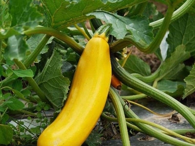 Plant de courgette jaune