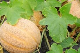 Plant de melon
