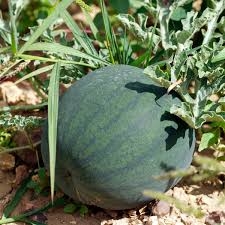Plant de pastèque