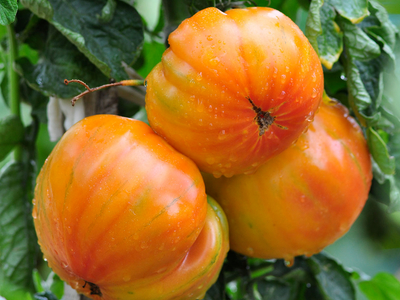 Plant de tomate ananas