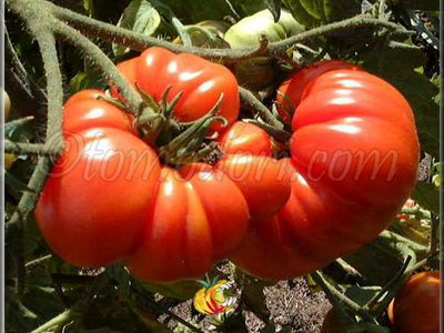Plant de tomate costoluto genovese