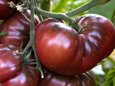 Plant de tomate noire de crimée