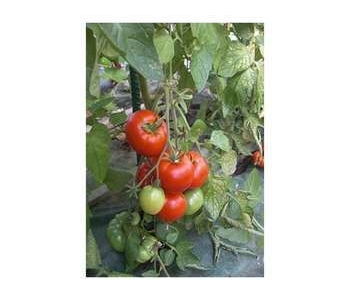 plant de tomate St-Pierre