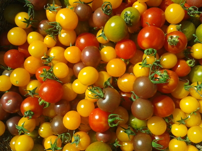 Tomate cerise
