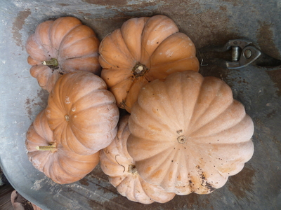 Courge Musqué de Provence