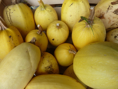 Courge spaghetti