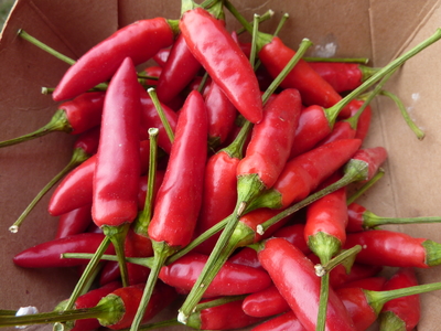 Piment Ordono (type Etna)