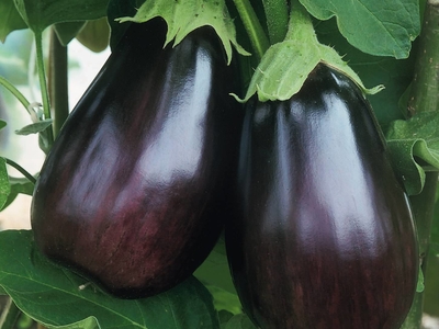 Plants d'aubergine Black Beauty