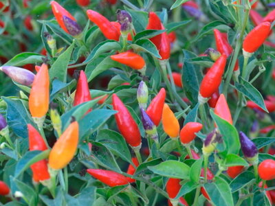 Plants de piments Aurora