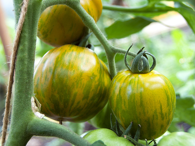 Plants de tomates Green Bell pepper
