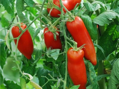 Plants poivron pantos rouge forme corne