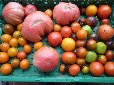 Tomates anciennes