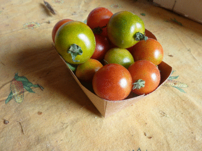 tomates cerises 250gr 1 barquette multicolore
