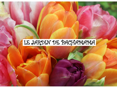 A RESERVER Bouquet de Tulipes - Les Jardins de Pachamama (livraison le 25/03)