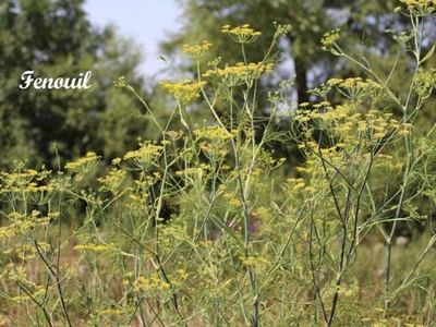 Fenouil