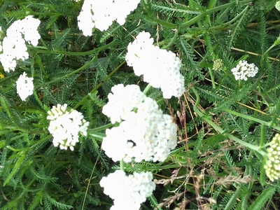 Macérât huileux d'Achillée Millefeuille (achillea millefolium)