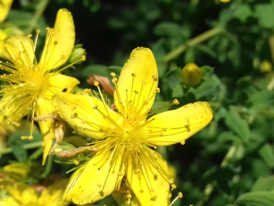 Macérât huileux de Millepertuis (hypericum perforatum)