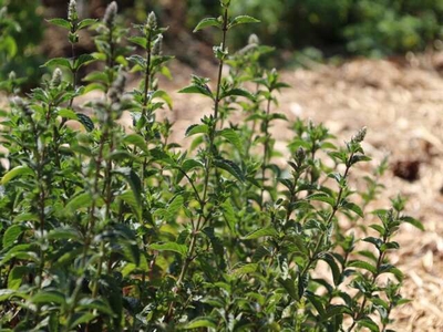 Menthe Chocolat