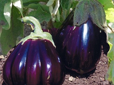 PLANT AUBERGINE black beauty