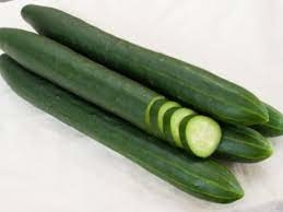 PLANT CONCOMBRE LONG LISSE
