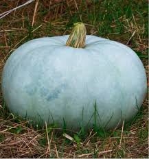 PLANT BLEUE DE HONGRIE