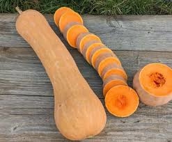 PLANT COURGE LONGUE DE NICE